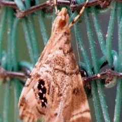 Hylebatis scintillifera (A Crambid moth) at Sheldon, QLD - 18 Nov 2019 by PJH123