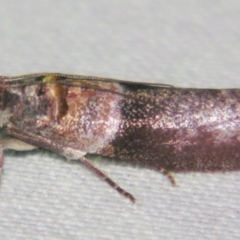 Addyme ferrorubella (Phycitinae) at Sheldon, QLD - 1 Jun 2007 by PJH123