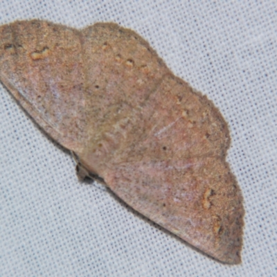 Casbia rectaria (Pomaderris Moth) at Sheldon, QLD - 1 Jun 2007 by PJH123