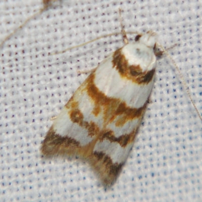 Catacometes phanozona (A Concealer moth (Wingia group)) at Sheldon, QLD - 1 Jun 2007 by PJH123