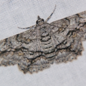 Cleora displicata at Sheldon, QLD - 1 Jun 2007