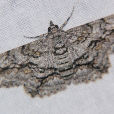 Cleora displicata (A Cleora Bark Moth (Boarmiini) at Sheldon, QLD - 1 Jun 2007 by PJH123