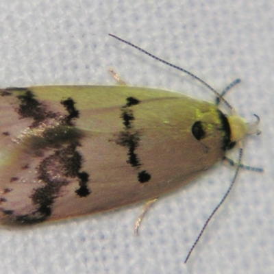 Compsotropha strophiella (A Concealer moth (Wingia group)) at Sheldon, QLD - 1 Jun 2007 by PJH123