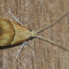 Crocanthes prasinopis (A Curved -horn moth) at Sheldon, QLD - 1 Jun 2007 by PJH123