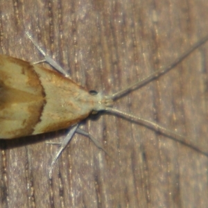 Crocanthes prasinopis at Sheldon, QLD - suppressed