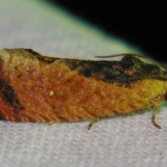 Cryptophlebia ombrodelta (Litchi Fruit Moth) at Sheldon, QLD - 1 Jun 2007 by PJH123