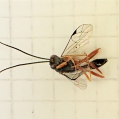 Megastylus sp. (genus) (Ichneumonid wasp) at Belconnen, ACT - 24 Jul 2023 by CathB