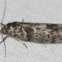 Unidentified Curved-horn moth (all Gelechioidea except Oecophoridae) at Sheldon, QLD - 1 Jun 2007 by PJH123