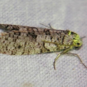 Lepidoscia adelopis, annosella and similar species at Sheldon, QLD - 1 Jun 2007