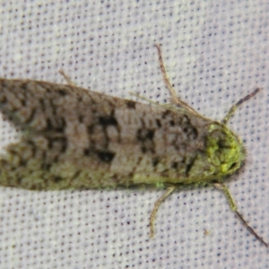 Lepidoscia adelopis, annosella and similar species at Sheldon, QLD - suppressed