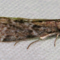Phycitinae (subfamily) by PJH123
