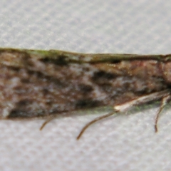 Unidentified Pyralid or Snout Moth (Pyralidae & Crambidae) at Sheldon, QLD - 1 Jun 2007 by PJH123