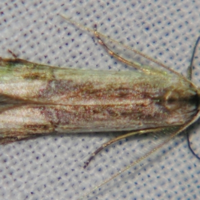 Lepidoptera unclassified ADULT moth by PJH123