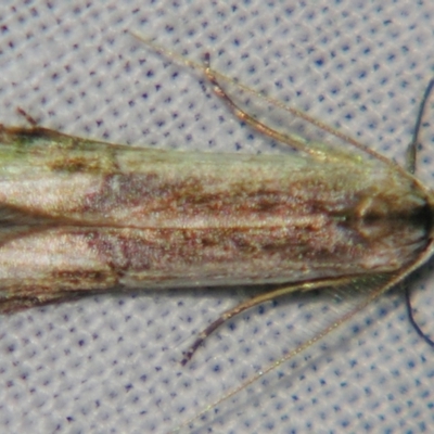 Unidentified Other moth at Sheldon, QLD - 1 Jun 2007 by PJH123