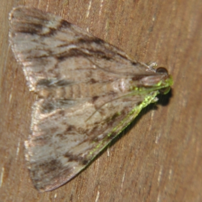 Salma cholica (A Pyralid moth) at Sheldon, QLD - 1 Jun 2007 by PJH123