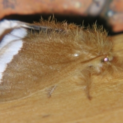 Euproctis baliolalis (Browntail Gum Moth) at Sheldon, QLD - 1 Jun 2007 by PJH123