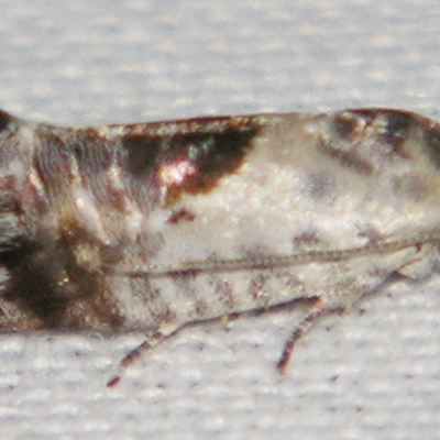 Eupselia carpocapsella (Common Eupselia Moth) at Sheldon, QLD - 1 Jun 2007 by PJH123