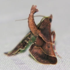 Gauna aegusalis (Pyraline moth) at Sheldon, QLD - 1 Jun 2007 by PJH123