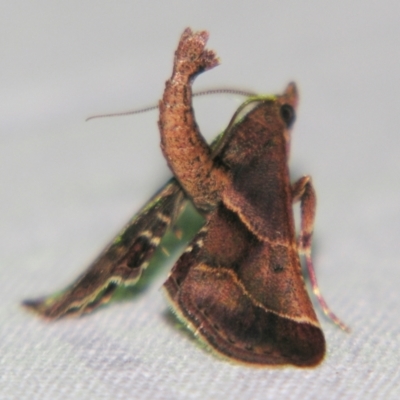 Gauna aegusalis (Pyraline moth) at Sheldon, QLD - 1 Jun 2007 by PJH123