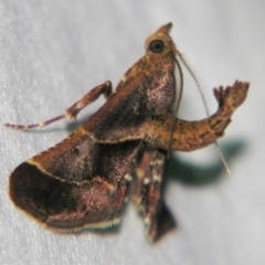 Gauna aegusalis at Sheldon, QLD - suppressed