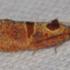 Glyphidoptera insignana (a tufted Tortrix moth) at Sheldon, QLD - 1 Jun 2007 by PJH123