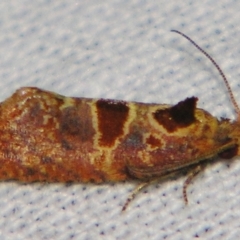 Glyphidoptera insignana at Sheldon, QLD - suppressed