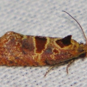 Glyphidoptera insignana at Sheldon, QLD - suppressed