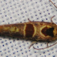 Glyphidoptera insignana at Sheldon, QLD - suppressed