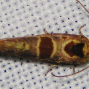 Glyphidoptera insignana at Sheldon, QLD - suppressed