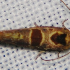 Glyphidoptera insignana at suppressed - 1 Jun 2007