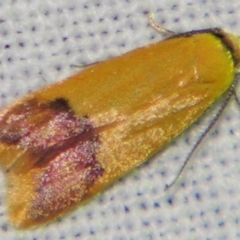 Tachystola thiasotis (A Concealer moth (Chezala group) at Sheldon, QLD - 1 Jun 2007 by PJH123
