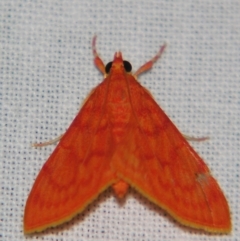 Hyalobathra miniosalis (A Crambid moth (Pyraustinae) at Sheldon, QLD - 1 Jun 2007 by PJH123