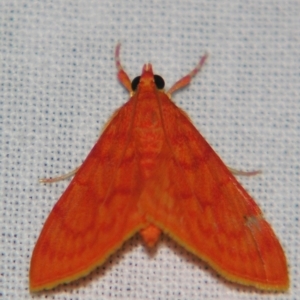Hyalobathra miniosalis at Sheldon, QLD - suppressed