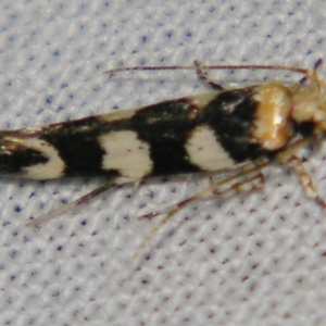 Limnaecia camptosema at Sheldon, QLD - suppressed