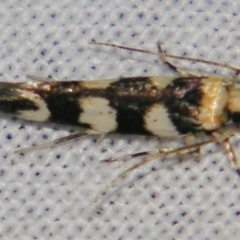 Limnaecia camptosema at Sheldon, QLD - suppressed