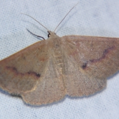 Nearcha (genus) (An Oenochromine moth) at Sheldon, QLD - 1 Jun 2007 by PJH123