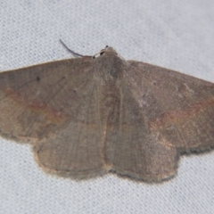 Nearcha (genus) (An Oenochromine moth) at Sheldon, QLD - 1 Jun 2007 by PJH123
