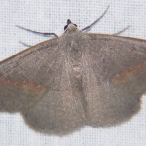Nearcha (genus) at suppressed - 1 Jun 2007