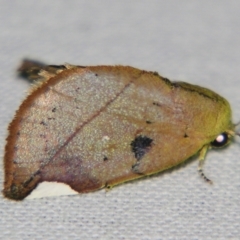 Negeta contrariata (Chloephorinae) at Sheldon, QLD - 1 Jun 2007 by PJH123