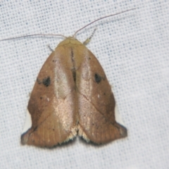 Negeta contrariata at Sheldon, QLD - 1 Jun 2007