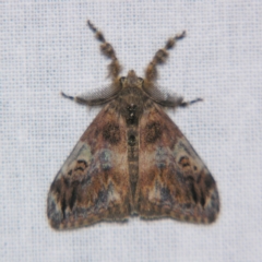 Orgyia australis (Painted Pine Moth) at Sheldon, QLD - 1 Jun 2007 by PJH123