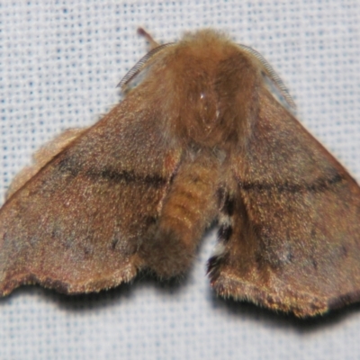Panacela lewinae (Lewin's Bag-shelter Moth) at Sheldon, QLD - 1 Jun 2007 by PJH123