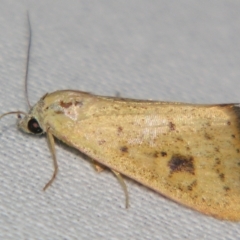 Unidentified Noctuoid moth (except Arctiinae) at Sheldon, QLD - 1 Jun 2007 by PJH123