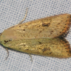 Phytometra laevis at Sheldon, QLD - suppressed