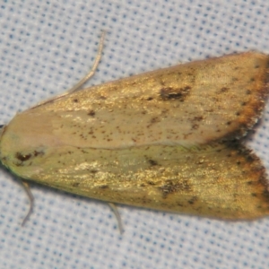 Phytometra laevis at Sheldon, QLD - suppressed