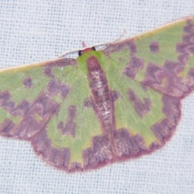 Prasinocyma rhodocosma (Northern Emerald) at Sheldon, QLD - 1 Jun 2007 by PJH123