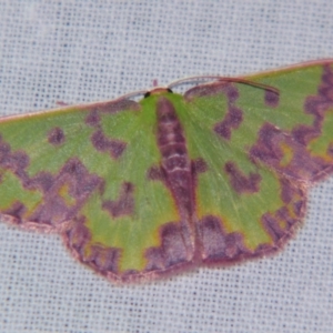 Prasinocyma rhodocosma at Sheldon, QLD - suppressed