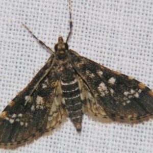 Samea multiplicalis at Sheldon, QLD - 1 Jun 2007