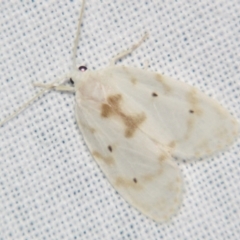 Schistophleps albida (A Tiger moth (Lithosiini) at Sheldon, QLD - 1 Jun 2007 by PJH123