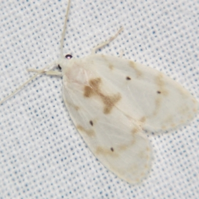 Schistophleps albida (A Tiger moth (Lithosiini)) at Sheldon, QLD - 1 Jun 2007 by PJH123